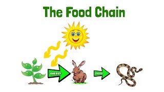 Food Chain eLearning Science Lesson Video for Kids