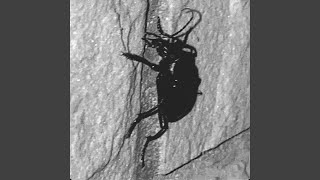 Beetle's Theme