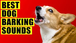 Dogs Barking Sounds Compilation (See How Your Dog REACTS). All Breeds Loud Dog Barking Sound Effect