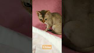 ennui chloe（カリカリのお代わりがもらえない） 2024年6月28日#シンガプーラ#猫#singapura#cat