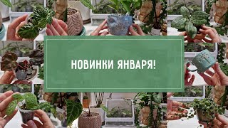 НОВИНКИ РАСТЕНИЙ и аксессуаров в ЯНВАРЕ!