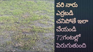 వరి నారు ఎర్రబడి చనిపోతే ఇలా చేయండి /For The Paddy To Survive Follow The steps /paddy nursery