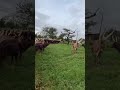 THE FAMOUS LONG HORNED ANKOLE CATTLE HAVING A REST