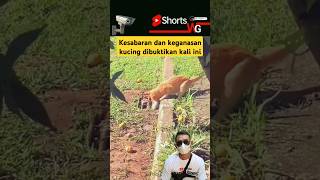 kesabaran kucing membuahkan hasil