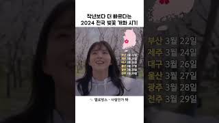 2024년 전국 벚꽃 개화 예상 시기 #선곡천재