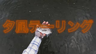 FlyFishing 2022年8月浜名湖クロダイ〜かわいいですが、何か？〜