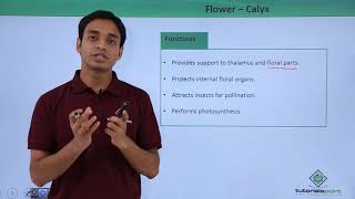 Class 11th – Flower – Calyx | Morphology of Flowering Plants | Tutorials Point