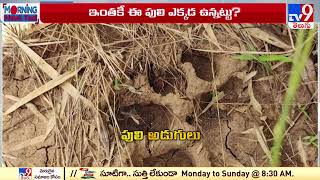 పులి ఉంది.. కానీ జాడ దొరకడం లేదు || Operation Tiger in Kakinada - TV9