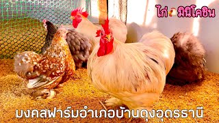 #ไก่มินิโคชิน #Minicochin ไก่แจ้ขนนุ่มอ้วนกลมนิสัยเชื่อง #มินิโคชิน 🐔EP. 32 @Mongkolfarm