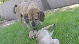 cute Pocket Puggle puppy at eight weeks