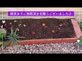 【素人ガーデニング】チューリップの球根を植え付け　隙間花壇　ミックス球根　tulip diy初心者　庭仕事　ガーデニング　50代　ガーデニング編　total no.350