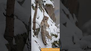 Poor Baby Snow Leopard Trapped In An Old Net, Rescued By A Kind Rescue Team #animalrescue