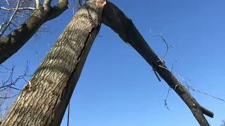 Dismantle of a failed Black Poplar stem in a precarious position