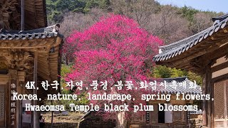 4K,한국,자연,풍경,봄꽃,Korea, nature, landscape, spring flowers,