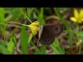 【昆虫】蝶が花の蜜を吸う。（ヒメウラナミジャノメ）the butterfly sucks the honey of the flower.【insect】