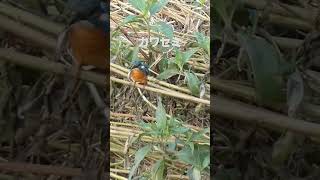 カワセミ(翡翠)17cm　留鳥　2024.9.8 関東で撮影　　　幼鳥から見ている　　#カワセミ #野鳥　