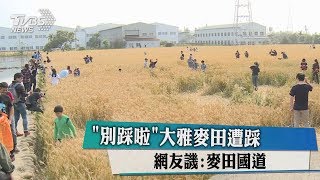 「別踩啦」大雅麥田遭踩　網友譏：麥田國道