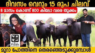 പോത്ത് വളർത്തൽ ലാഭാകരമാക്കാം | Buffalo Farming in Kerala | Pilla's Farm Fresh