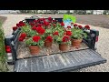 Last Chance to Trim the Boxwoods + Planting RED Flowers! 😱✂️❤️ // Garden Answer