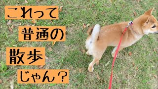 【生後116日】柴犬子犬飼い主憧れの抱っこ散歩が叶わなかった理由