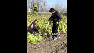 天气越来越冷种的白菜都要冻坏了，今天挖个菜窖把白菜囤起来。#乡村生活家 #我的农村生活 #三农