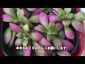 153【多肉植物】新春🎍多肉初売り！今年のホームセンターは去年と違った！多肉の時代がついに到来⁉️冬の枯葉取り✋ちょっと待って！