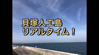 貝塚人工島　エビ撒きで！