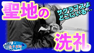 九頭竜川サクラマス釣り解禁「解禁から4日間竿振り続けて聖地の洗礼あびてきた!?」