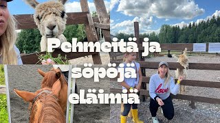 VLOGI: Sisustustamista, tallipäivä ja vieraliu alpakkatilalla