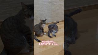 血尿が出て動物病院に行ったリムを、心配してるかのように見ているメル。#猫のいる暮らし #猫 #保護猫 #スコティッシュフォールド #リム #メル #血尿 #動物病院