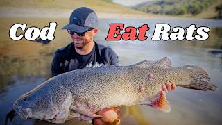 Land Based Murray Cod Mayham - Visual eats from GIANTS