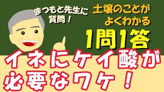 イネ(水稲)にケイ酸が必要なワケ！ ～松本先生の土壌のあれこれ  1問1答～