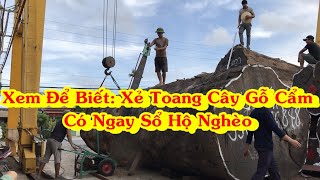 Xem Để Biết: Vì Sao Xẻ Toang Cây Gỗ Cẩm, Có Ngay Sổ Hộ Nghèo - Đẹp Đi Kèm Rủi Ro | Sập Gỗ Ưng Gia