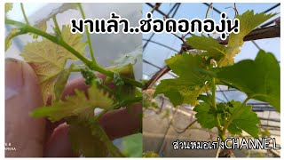 ช่อดอกองุ่น หลังพรุนใบ 3สัปดาห์