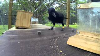 Crow Solves An 8 Step Puzzle To Get Food. Incredible!