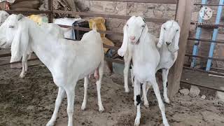 Sojat female goat