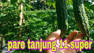 panen pare tanjung 11 yg super lebat #pertanian #paretanjung11