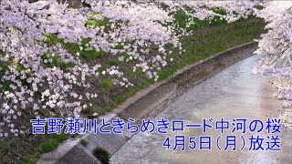 【4/5放送】吉野瀬川ときらめきロード中河の桜