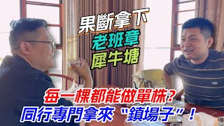 每一棵都能做單株？同行專門拿來“鎮場子”！老高喝完果斷拿下！购茶请加微信/赖line：HDLG002#普洱茶#古树茶#老班章#古树茶#茶#茶叶#茶葉#古樹茶 #普洱茶wechat #tea