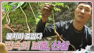 뭉쳐야 즐겁다 : 심봤다! 땅속의 보물, 산삼 [2TV 생생정보] | KBS 240503 방송