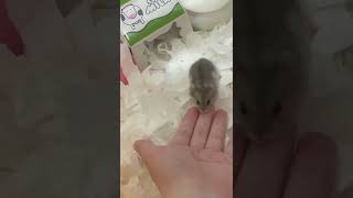 倉鼠日常三線鼠生活分享之究竟能不能成功上手呢⁉️ hamsterdaily ハムスターのいる生活