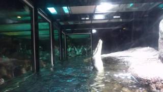 【神戸市立須磨海浜水族園】 ジャンプして捕食するイリエワニ Crocodylus porosus