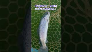 冬はプールでニジマスが釣れる！