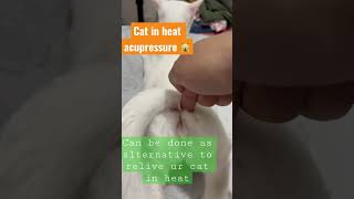 Cat in heat acupressure 👍 do you also perform this?