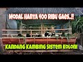 Membuat Kandang Kambing Sistem Koloni Tak Perlu Modal Banyak Gaes - Tiga Saudara Farm