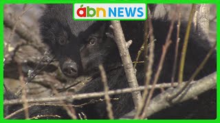 クマの目撃相次ぐ　長野市・軽井沢町・御代田町・木曽町　〝大型犬〟ぐらいの大きさも…（abnニュース　2024.09.03）