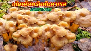 เก็บเห็ดดำขาเหลืองเป็นกอๆดอกกำลังกิน Pick Trattkantareller mushroom, svamp