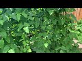 多伦多加拿大后院都种些什么菜，what vegetables in my backyard in toronto canada