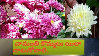 3 -చామంతి కొమ్మలు నాటుకోవడం, ఏ// fertilizers//వెయ్యాలో చూద్దాం.