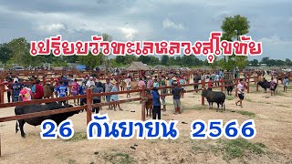 บรรยากาศเปรียบวัวทะเลหลวงสุโขทัย เพื่อทำการแข่งกันวันที่ 27-28 ตุลาคม 2566 นี้